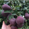 供應(yīng)紫巴梨苗 特點皮薄抗病力強 基地推廣批發(fā) 品種嫁接梨子樹苗