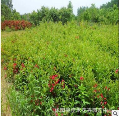紅王子錦帶苗批發(fā) 工程綠化園林觀花植物 耐寒耐旱苗木