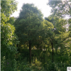 園林植物園林綠化苗木風(fēng)景樹(shù)庭蔭樹(shù)香樟樹(shù)苗露地種植