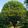 廣西精品桂花樹(shù)桂林產(chǎn)地桂花樹(shù)批發(fā)量大價(jià)優(yōu)