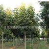 批發(fā)綠化苗木欒樹樹苗 優(yōu)質(zhì)防護(hù)樹黃山欒樹苗 北京欒樹