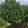 大茶花樹福建大紅茶花高檔別墅盆景茶花九轉大紅25年大樹11公分