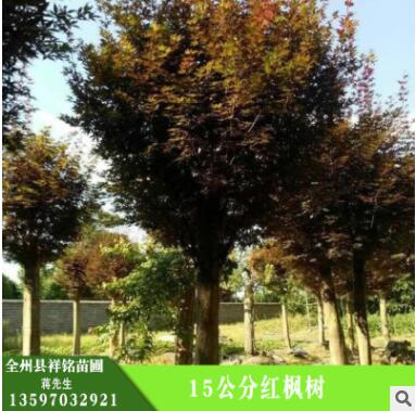 批發(fā)紅楓樹(shù) 護(hù)坡綠化,濕地綠化 15公分紅楓樹(shù)