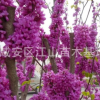 紫荊花樹苗批發50-100cm，紫薇小苗包郵綠化苗木滿條紅紫薇樹苗