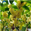 批發(fā)優(yōu)質桂花樹苗 苗木基地直銷 綠化工程苗 成活高 量大批發(fā)