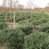 綠化工程苗木龜甲冬青球批發地被行道綠植四季常青龜甲冬青苗