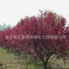 紫葉矮櫻樹苗批發園林綠化苗木色塊綠籬植物庭院觀葉紫葉矮櫻苗