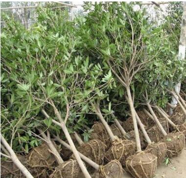 基地批發(fā)桂花樹苗嫁接桂花盆栽庭院園林道路小區(qū)觀花綠化工程苗