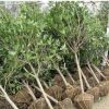 基地批發桂花樹苗嫁接桂花盆栽庭院園林道路小區觀花綠化工程苗