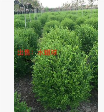 產(chǎn)地直銷(xiāo) 綠化苗木小葉女貞球 水蠟球80-1米 耐寒灌木綠植批發(fā)