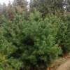 長期種植華山松 規(guī)格全根系發(fā)達易成活可現(xiàn)場看苗起苗 華山松