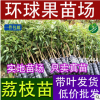 直銷專業培育、供應荔枝苗及各種果樹苗、以及營養缽苗。占地苗