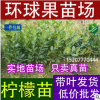 環球果苗低價批發檸檬苗 香水檸檬苗 四季檸檬苗 四季開花結果