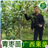 正宗臺灣青棗苗嫁接青棗樹苗 耐寒蜜絲棗苗大青棗果樹苗當年結果