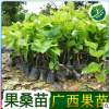 四季桑葚樹苗十大果桑苗短果桑苗黑桑果樹苗嫁接長果桑苗當年結果