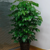 綠寶幸福樹盆栽大型室內觀葉植物客廳辦公室綠植盆景批發不含盆