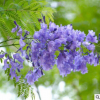 精選藍花楹樹苗 精品藍花楹風景樹 工程綠化苗木批發 自產自銷
