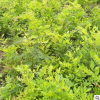 批發藤本植物 紫藤 紫藤苗紫藤樹苗當年開花公園長廊攀爬爬藤