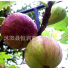 苗鋪直銷嫁接無花果樹苗 根系發達帶果發貨 包成活 品種齊全