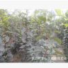 甜柿子樹(shù)、南方種植柿子樹(shù)、北方種植柿子樹(shù)