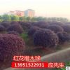 農(nóng)戶自產(chǎn)自銷紅葉石楠苗金森女貞苗冬青苗紅花檵木苗