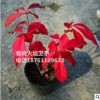 火焰衛(wèi)矛苗 紅葉衛(wèi)矛苗 火焰衛(wèi)矛營養(yǎng)杯苗 紅葉衛(wèi)矛營養(yǎng)杯苗
