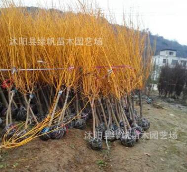 低價(jià)批發(fā)工程綠化苗木 黃金槐苗 黃金槐樹(shù) 金枝國(guó)槐樹(shù)