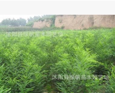 綠化苗木批發(fā) 國(guó)槐樹苗 國(guó)槐小苗 速生國(guó)槐苗 大小規(guī)格齊全成活高