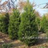 基地直銷(xiāo)紅葉李工程苗 紫葉李苗 綠化苗木紅葉李小苗批發(fā)
