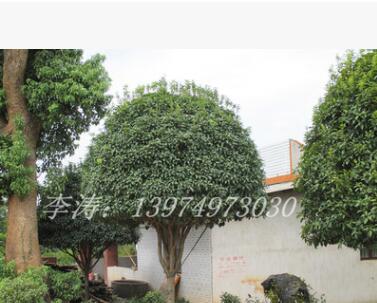 桂花價格胸徑8公分冠幅2.5米樹形優美的桂花苗木批發