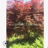供應(yīng)紅楓樹 4/5/6/7/8公分 紅楓樹苗 三季紅