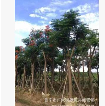 鳳凰木價(jià)格 行道樹 風(fēng)景樹批發(fā) 綠化苗木