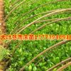 大葉黃楊苗批發(fā)扦插床苗 大葉黃楊苗 色塊籬笆地被工程綠化苗木