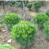 基地瓜子黃楊球批發(fā) 小葉黃楊球 規(guī)格齊全 冠幅好 綠化苗木
