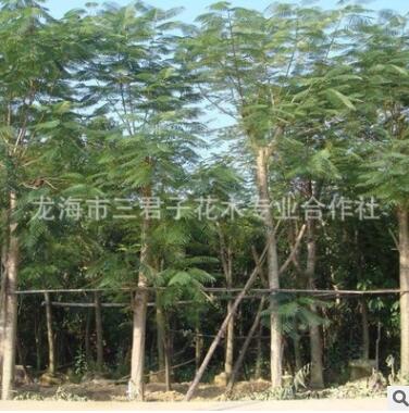 基地培養(yǎng)鳳凰木 金鳳花 火樹 鳳凰木風(fēng)景樹