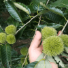 泰山板栗苗價格合理華豐板栗苗量大從優山東板栗苗提供種植技術 舉報