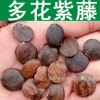 林木種子新采優質多花紫藤種子朱藤招藤招豆藤藤蘿種子紫藤花種子