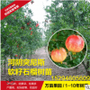河南果園長期供應 河陰突尼斯軟籽水晶石榴樹苗南北方庭院盆栽種
