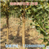 耐凍耐寒突尼斯嫁接軟籽水晶石榴1年嫁接苗 水果樹苗大量供應