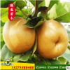 南國(guó)梨樹苗基地批發(fā)高產(chǎn)優(yōu)質(zhì)紅梨梨樹苗當(dāng)年結(jié)果現(xiàn)挖現(xiàn)賣紅梨樹苗