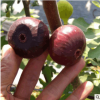 3公分無花果樹苗批發(fā)高產(chǎn)品種優(yōu)良青皮無花果苗價(jià)低優(yōu)質(zhì)無花果苗