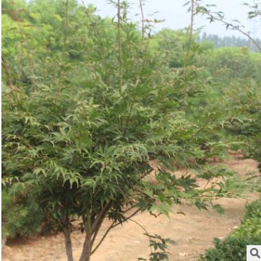 紅楓樹苗出售 庭院綠化觀葉植物日本紅楓樹苗量大從優(yōu)