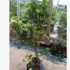 羅漢松小型盆景樹， 專業培育批發種苗園林裝飾植物擺件
