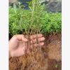 杜鵑小苗，可直接用于綠化 專業培育批發種苗園林裝飾植物擺件