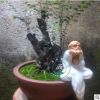 花卉盆景室內(nèi)盆栽小葉紫檀黑骨茶熟樹(shù)樁綠植室內(nèi)觀徑觀葉植物客廳