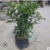 盆栽植物九里香 九里香大苗 七里香樹(shù)樁盆景綠化苗木庭院綠植