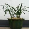 建蘭苗批發蘭花苗 墨蘭盆栽 惠蘭 四季長青 墨蘭
