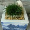 供應地被植物金錢菖蒲盆栽批發 虎須菖蒲 新品培育菖蒲盆栽苗
