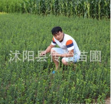 綠化用苗 冬青苗 四季常青 苗圃直銷冬青球 凈化空氣 根系發達