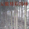 大葉女貞高干女貞